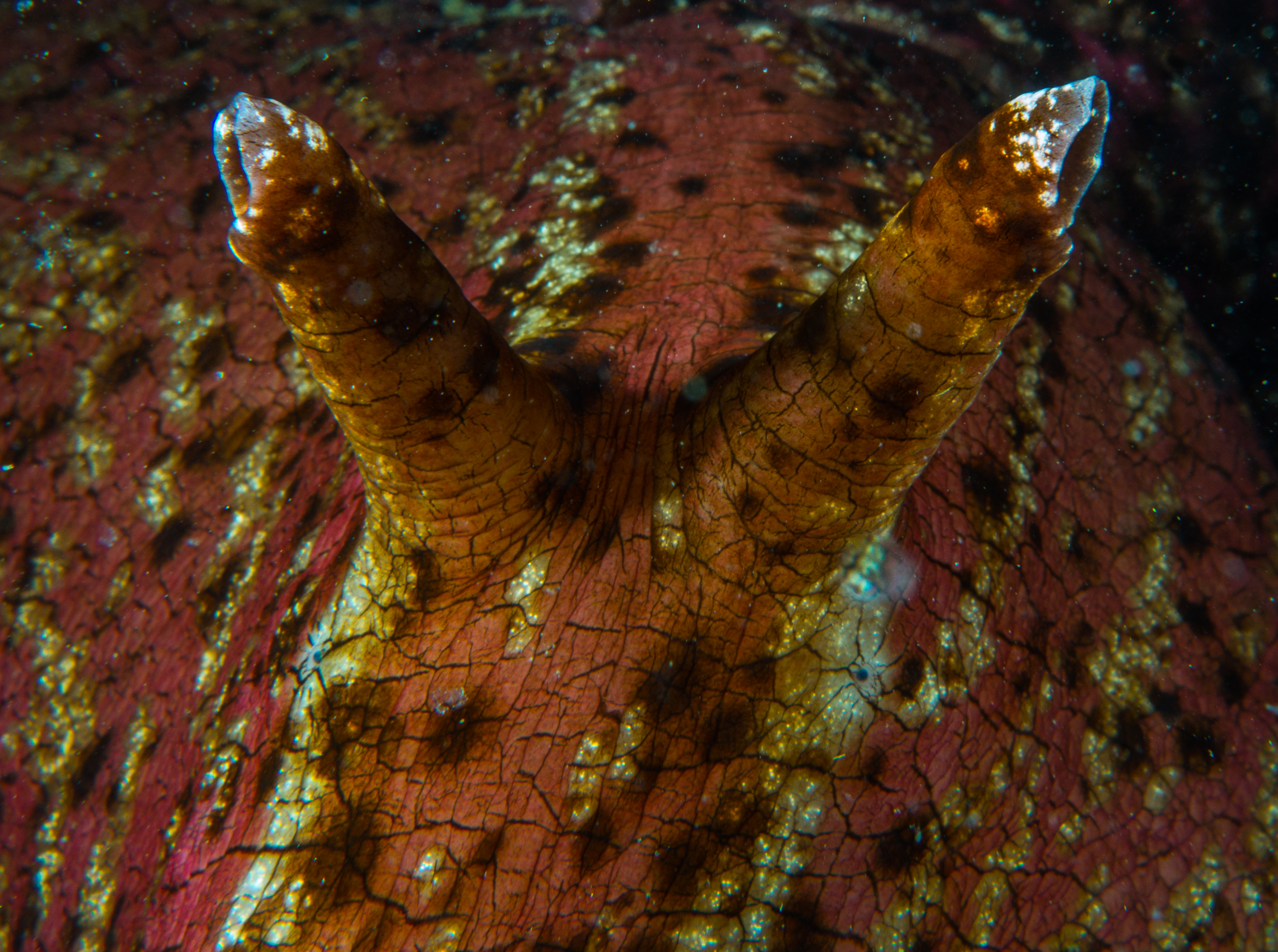 Sea Hare 8-12-15.jpg